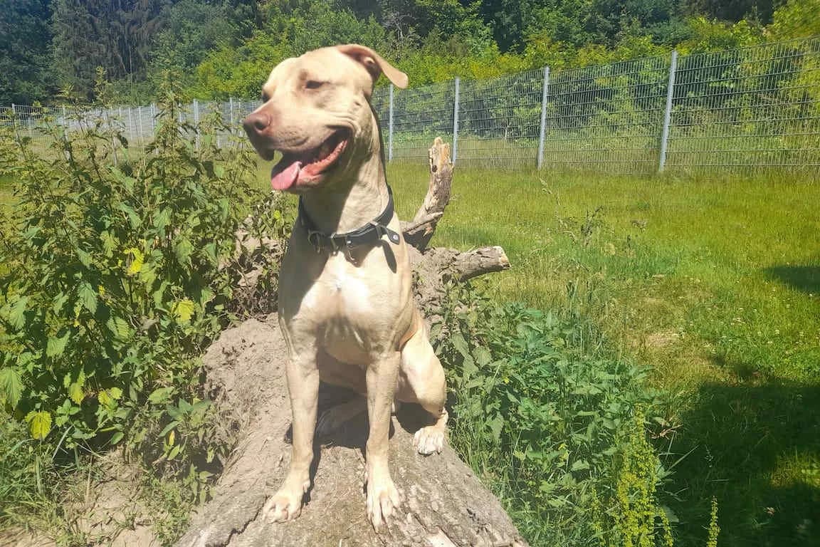 Norbert, male 5yo Staffordshire Bull Terrier for adoption at Bertha-Bruch-Tierheim Saarbrücken, Saarbrücken