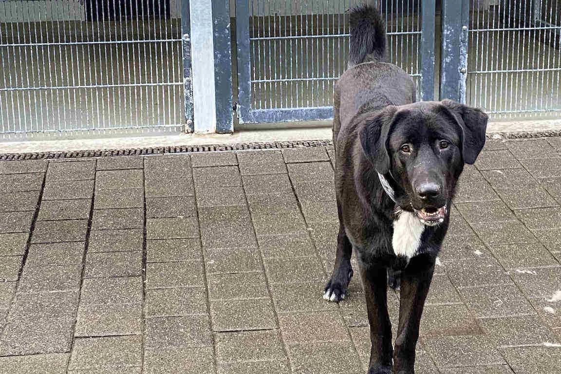 Olli, male 3yo Mixed Breed for adoption at Bertha-Bruch-Tierheim Saarbrücken, Saarbrücken