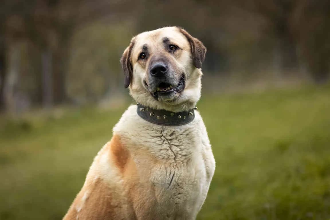 Pascha, male senior Mixed Breed for adoption at Bertha-Bruch-Tierheim Saarbrücken, Saarbrücken