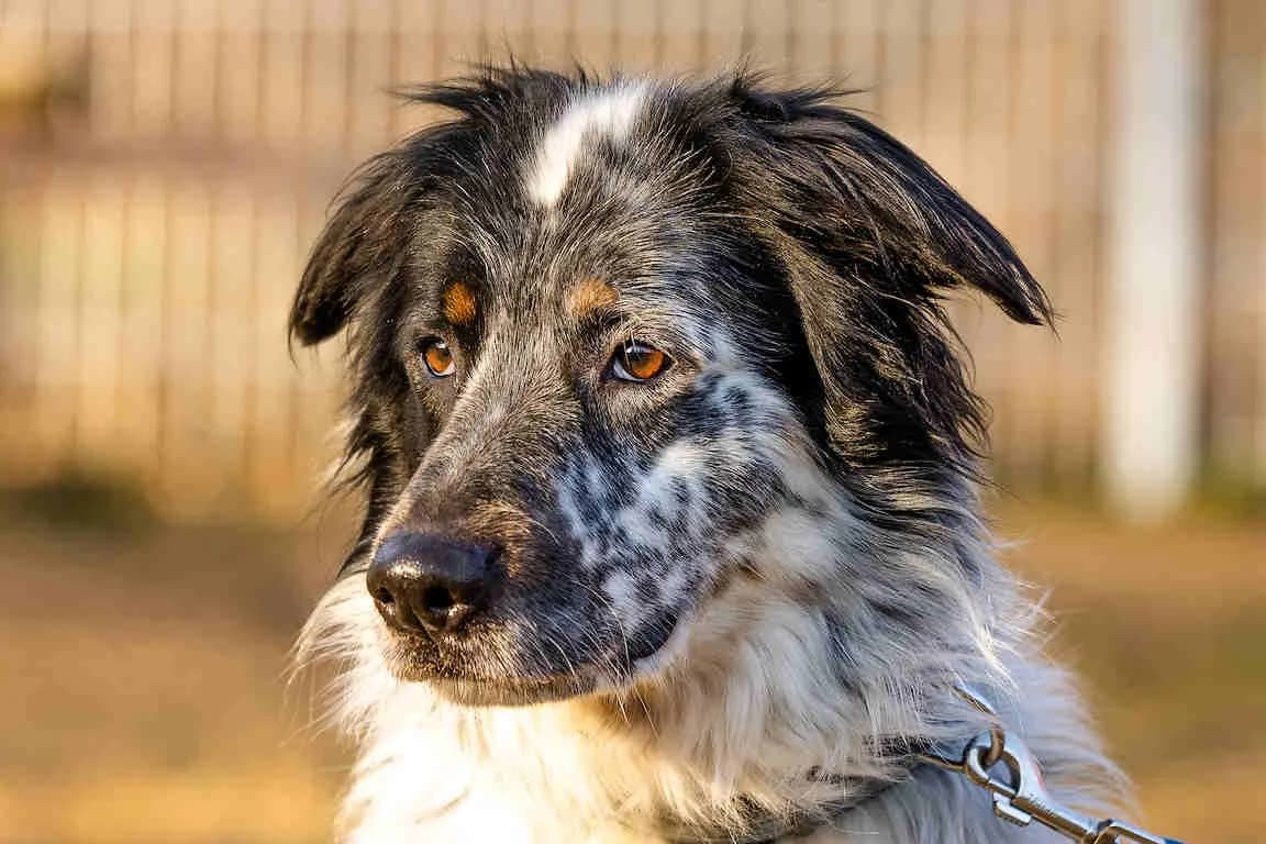 Rocky 1, male senior Mixed Breed for adoption at Bertha-Bruch-Tierheim Saarbrücken, Saarbrücken