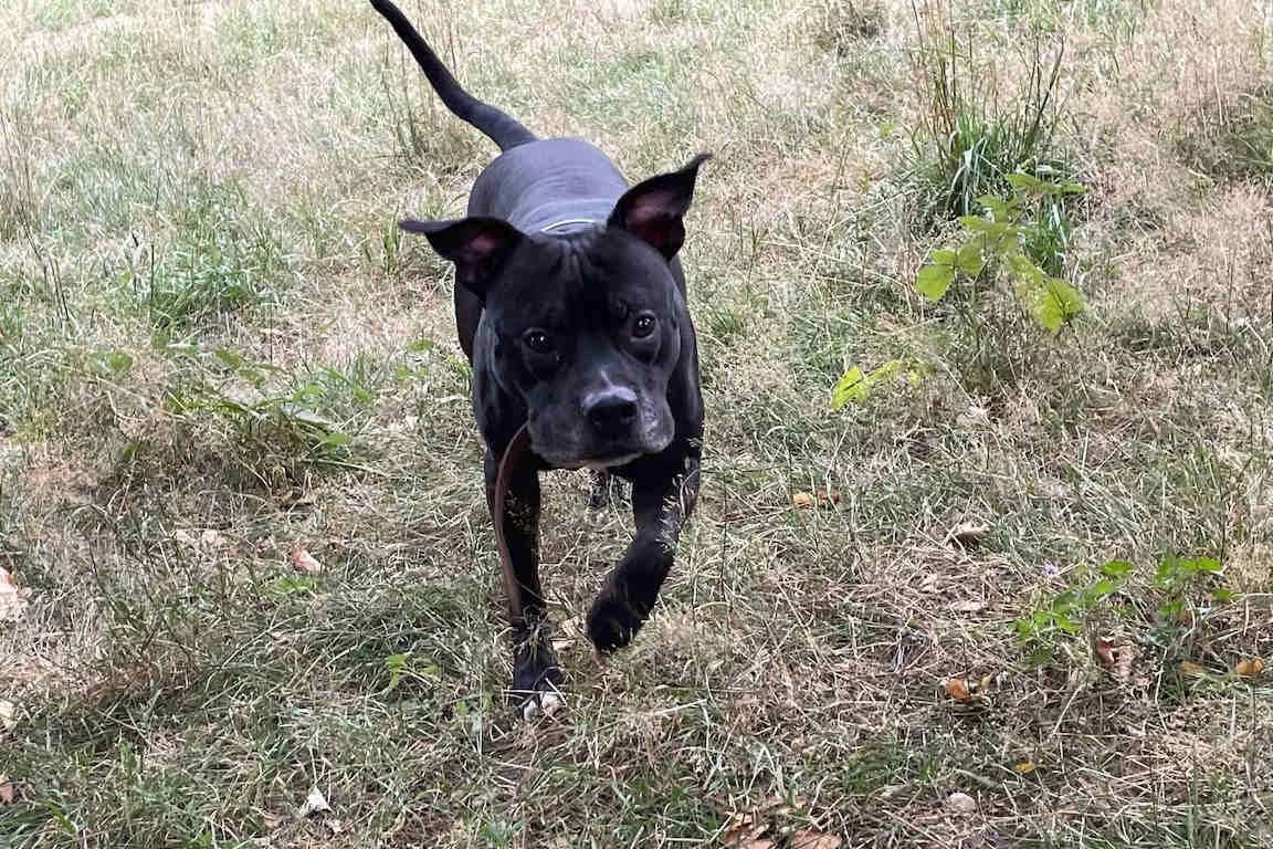 Rocky 2, male senior Staffordshire Bull Terrier for adoption at Bertha-Bruch-Tierheim Saarbrücken, Saarbrücken