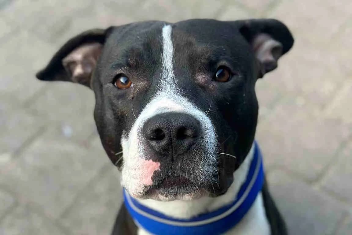 Rüdiger, male 5yo Staffordshire Bull Terrier for adoption at Bertha-Bruch-Tierheim Saarbrücken, Saarbrücken