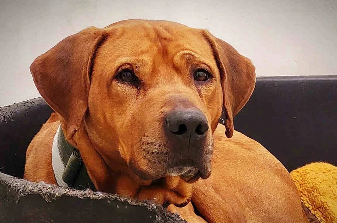 Sky 2, male senior Rhodesian Ridgeback for adoption at Bertha-Bruch-Tierheim Saarbrücken, Saarbrücken