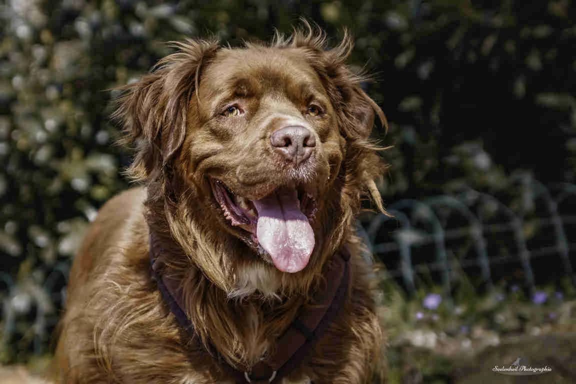 Wacko, male senior Mixed Breed for adoption at Bertha-Bruch-Tierheim Saarbrücken, Saarbrücken