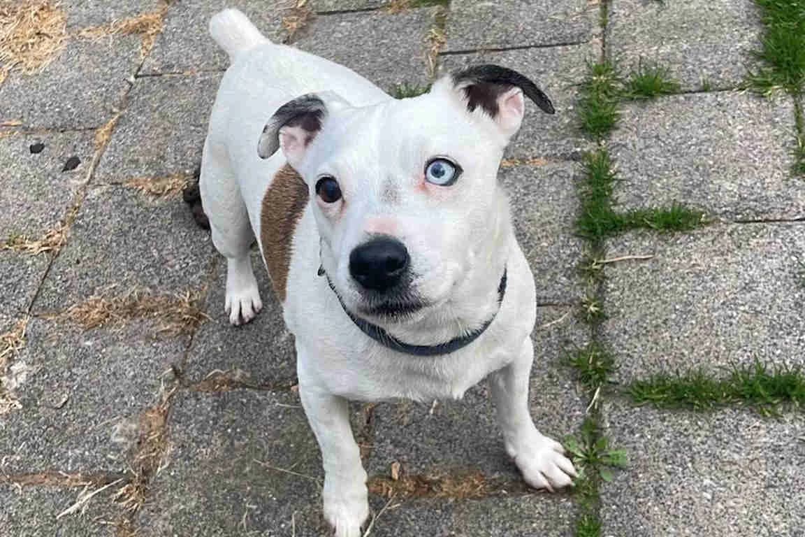 Werner, male senior Jack Russell Terrier for adoption at Bertha-Bruch-Tierheim Saarbrücken, Saarbrücken