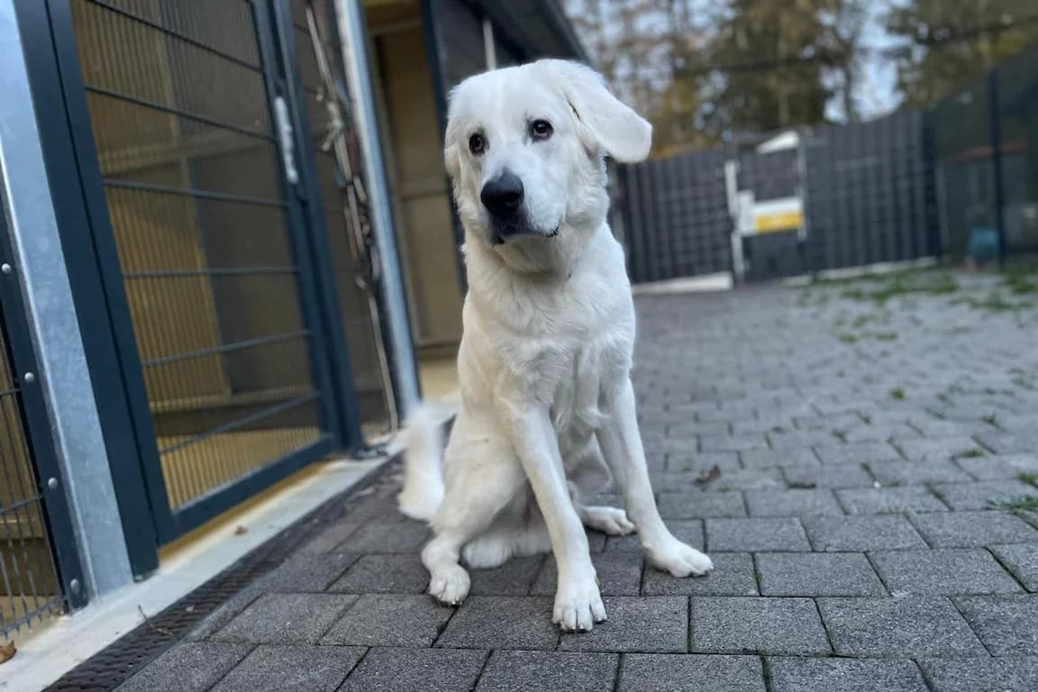 Sky, male 6yo Mixed Breed for adoption at Bertha-Bruch-Tierheim Saarbrücken, Saarbrücken