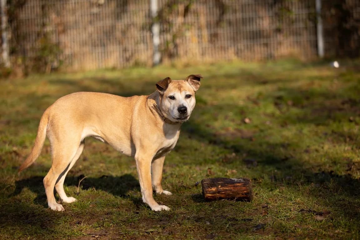 Nina, female senior Staffordshire Bull Terrier for adoption at Bertha-Bruch-Tierheim Saarbrücken, Saarbrücken
