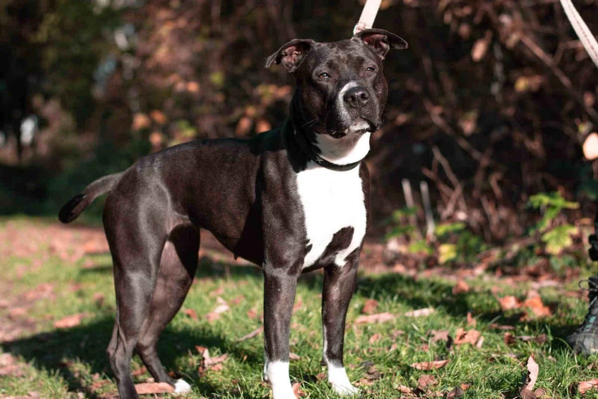 Angel, female senior Staffordshire Bull Terrier for adoption at Bertha-Bruch-Tierheim Saarbrücken, Saarbrücken