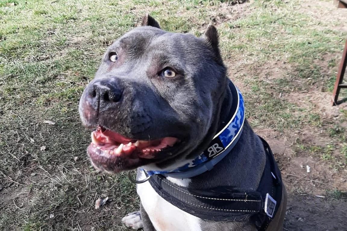 Vitali, male 7yo Pit Bull Terrier for adoption at Bertha-Bruch-Tierheim Saarbrücken, Saarbrücken