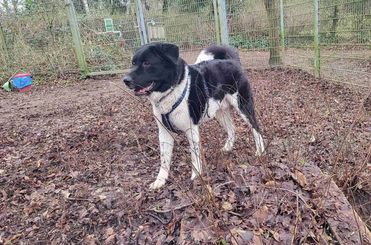 Teddy, male 4yo Kuvasz for adoption at Bertha-Bruch-Tierheim Saarbrücken, Saarbrücken