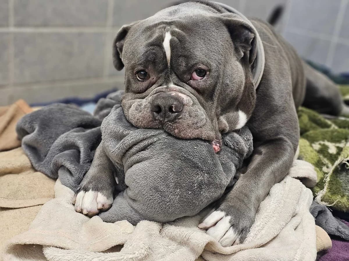 Cooper, male 6yo English Bulldog for adoption at Bertha-Bruch-Tierheim Saarbrücken, Saarbrücken