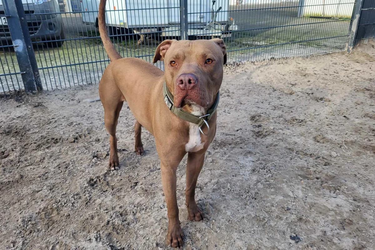 Mailo, male 4yo Staffordshire Bull Terrier for adoption at Bertha-Bruch-Tierheim Saarbrücken, Saarbrücken