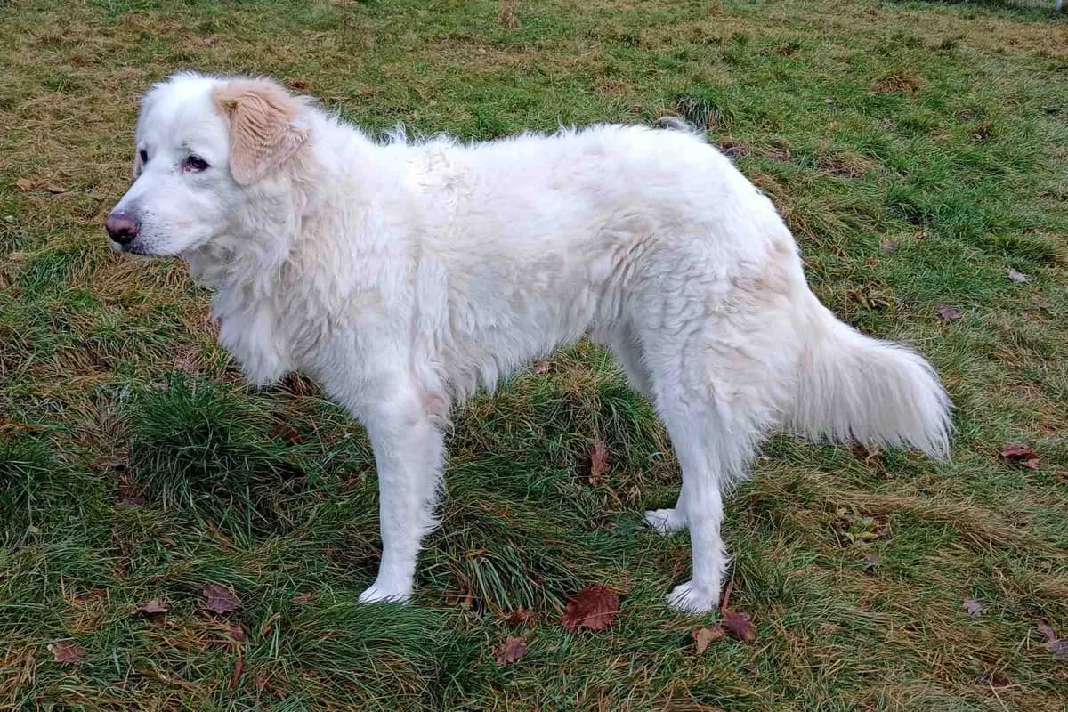 Karla, 5yo mixed breed for adoption at Bertha-Bruch-Tierheim Saarbrücken, Saarbrücken