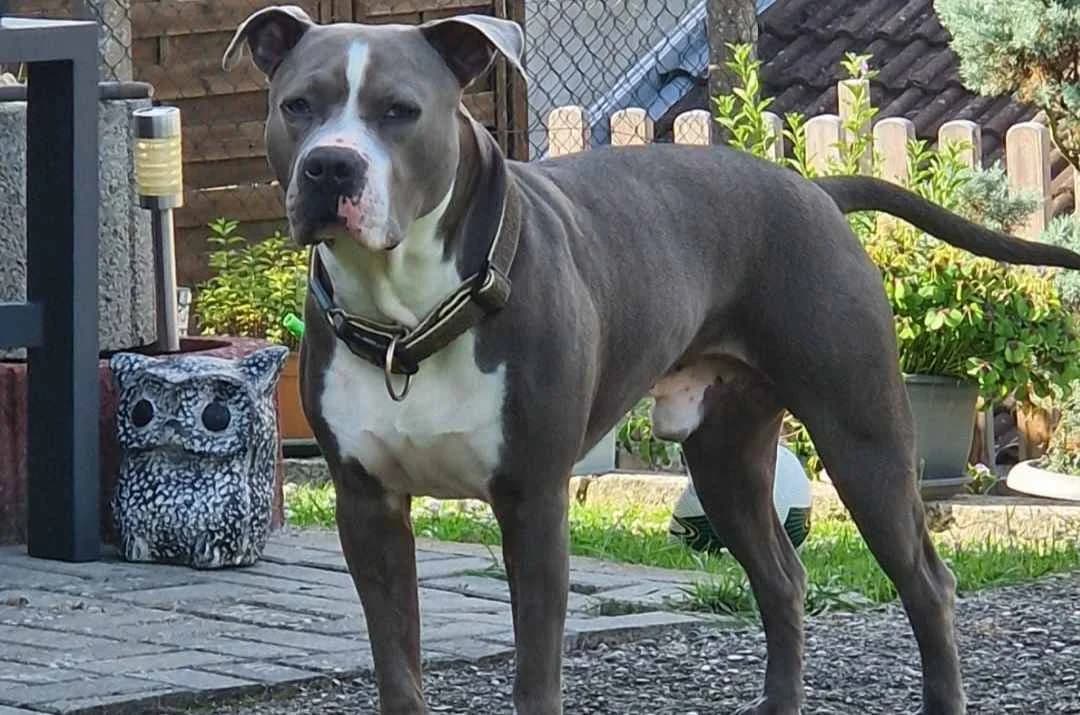 Junior, 7yo Staffordshire Bull Terrier for adoption at Bertha-Bruch-Tierheim Saarbrücken, Saarbrücken