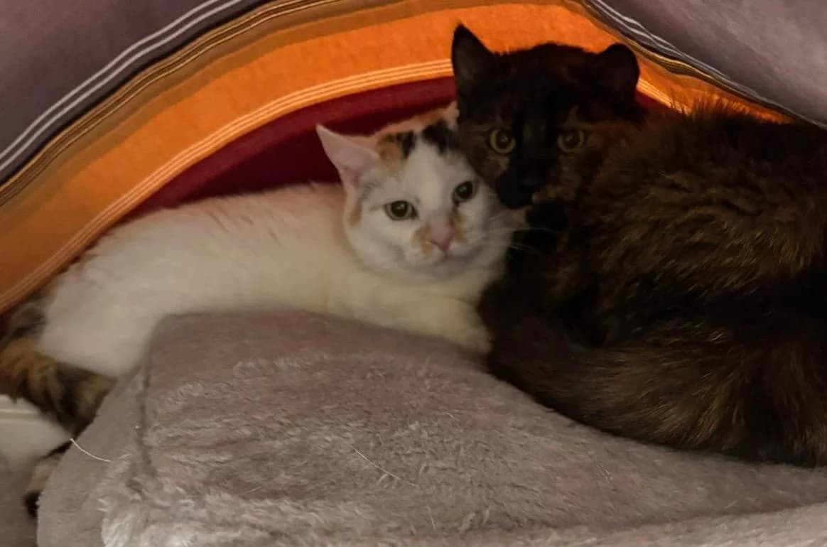 Holly & Sunny, senior mixed breed for adoption at Bertha-Bruch-Tierheim Saarbrücken, Saarbrücken