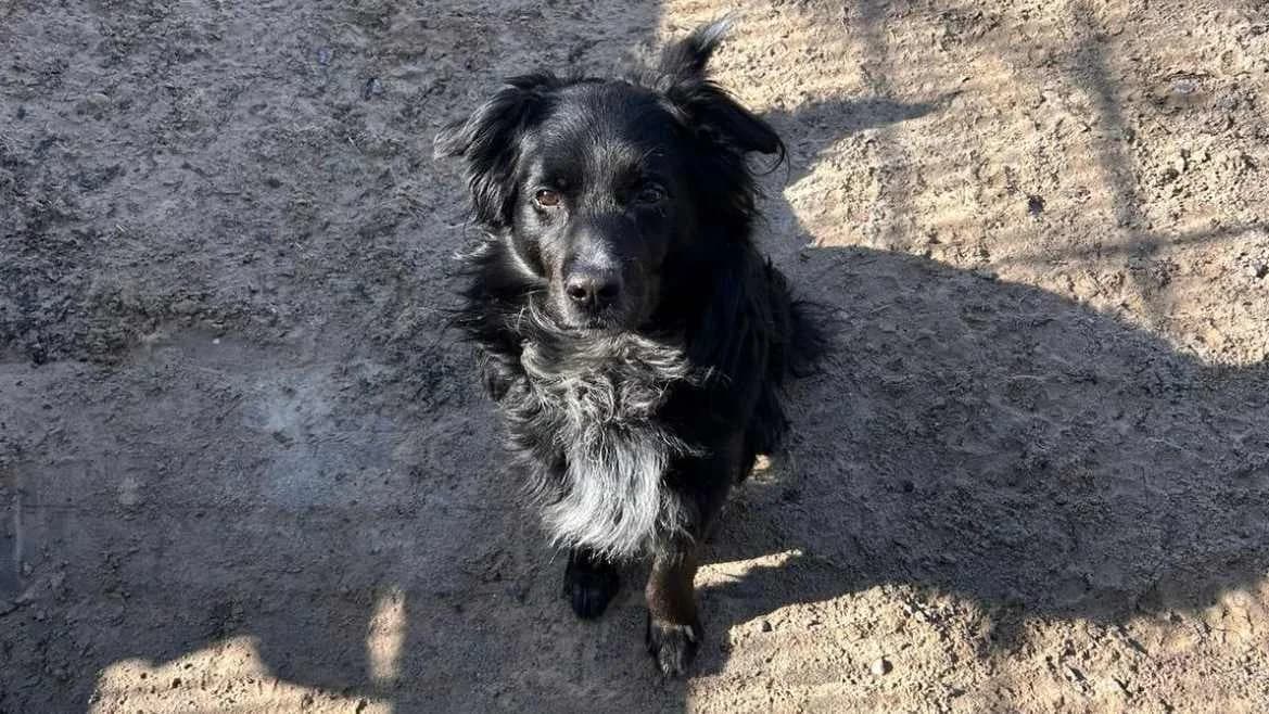 Mo, male 6yo Mixed Breed for adoption at Bertha-Bruch-Tierheim Saarbrücken, Saarbrücken