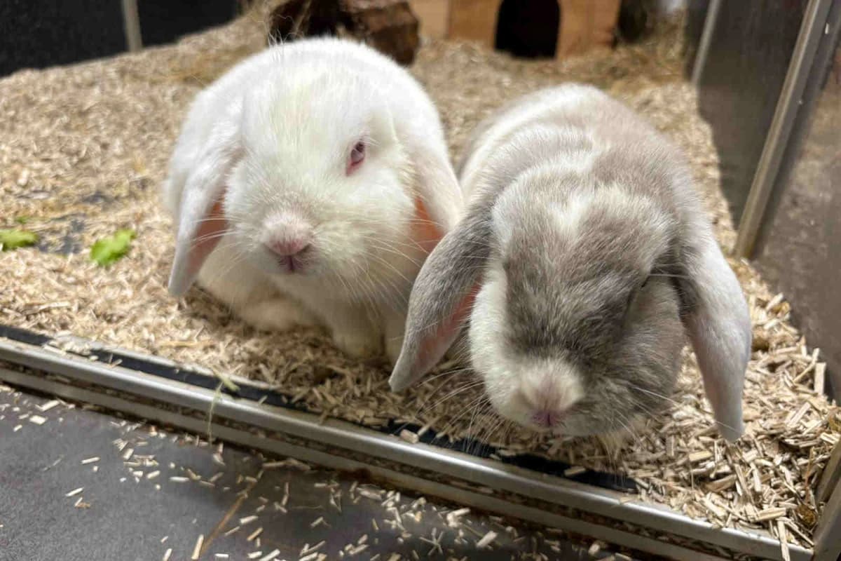 Bella&Polly, grau female 5yo Mixed Breed for adoption at Bertha-Bruch-Tierheim Saarbrücken, Saarbrücken