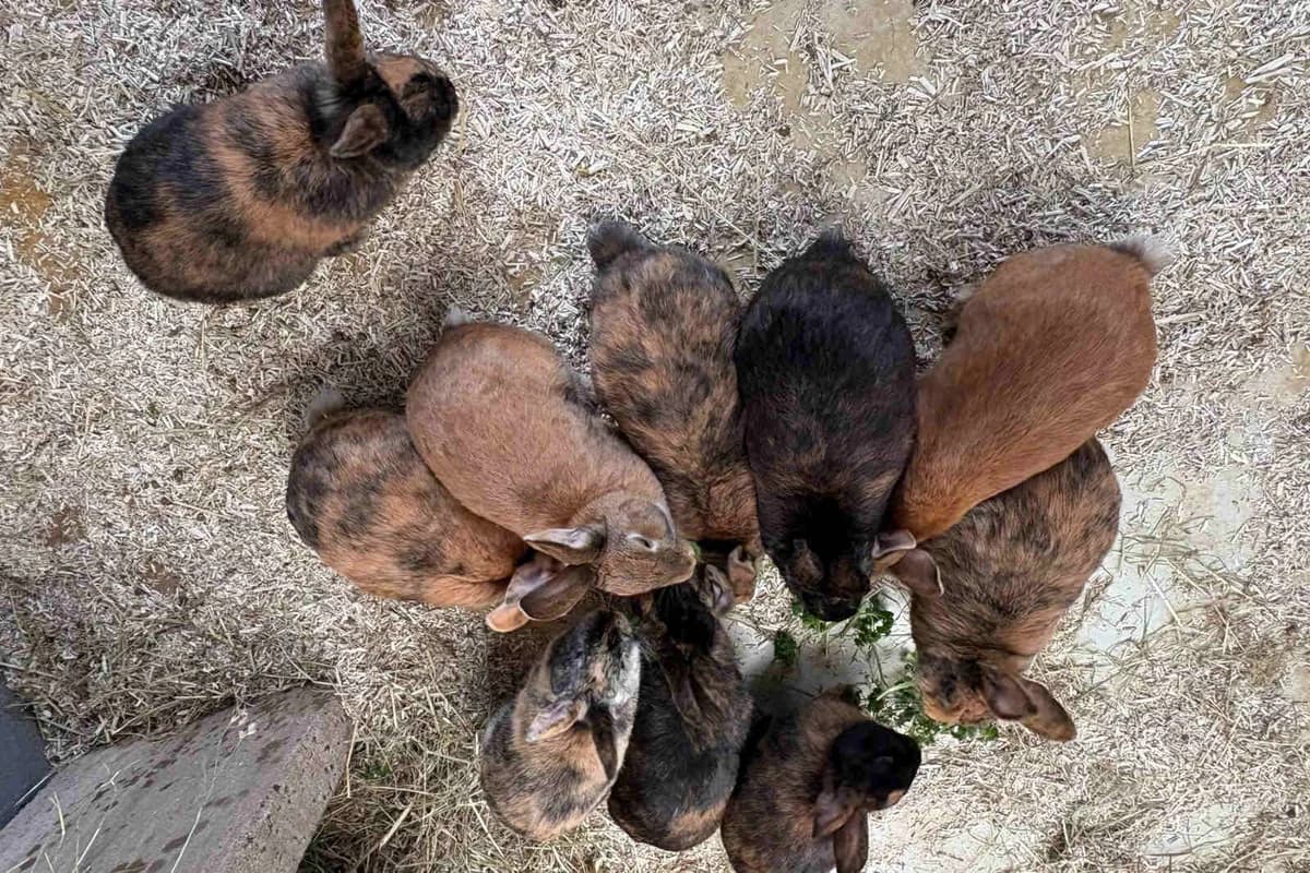 Emmy’s Babys, young Mixed Breed for adoption at Bertha-Bruch-Tierheim Saarbrücken, Saarbrücken