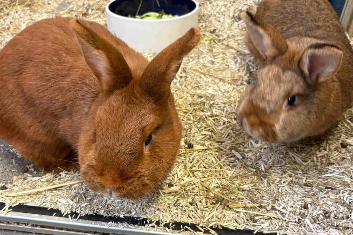 Hermine&Selin, grau 3yo Mixed Breed for adoption at Bertha-Bruch-Tierheim Saarbrücken, Saarbrücken