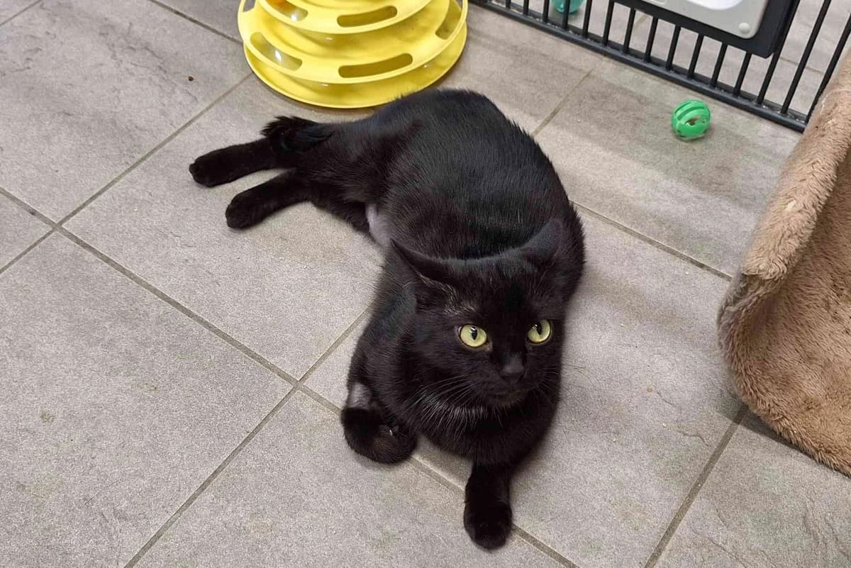 Hexe, female 6yo European Shorthair for adoption at Bertha-Bruch-Tierheim Saarbrücken, Saarbrücken