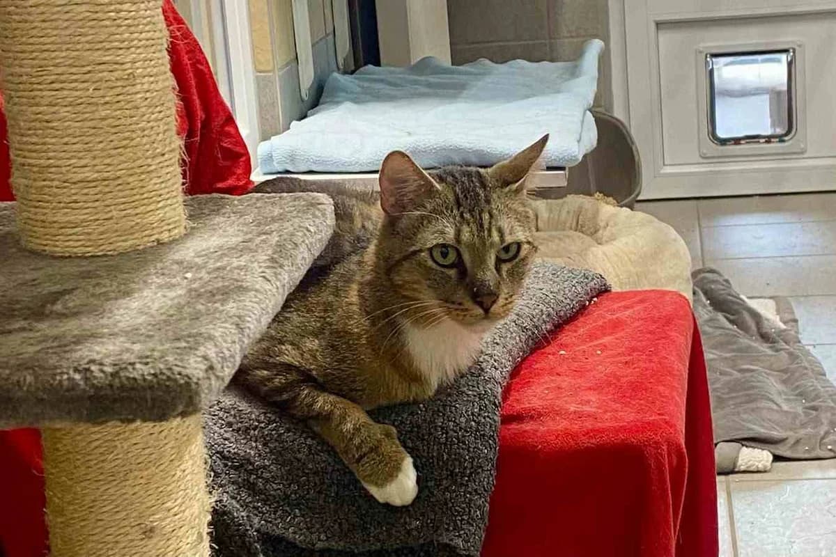 Gregor, senior European Shorthair for adoption at Bertha-Bruch-Tierheim Saarbrücken, Saarbrücken
