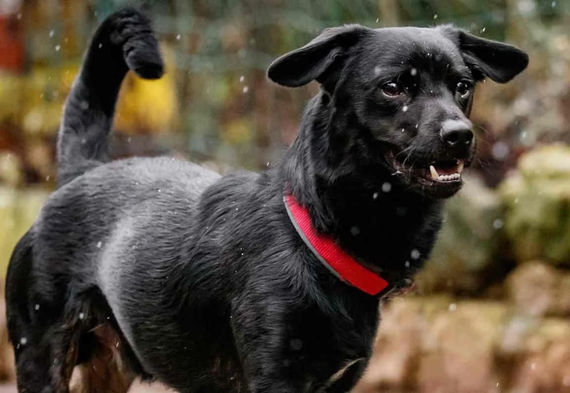 Henry, male senior Dachshund for adoption at Bertha-Bruch-Tierheim Saarbrücken, Saarbrücken