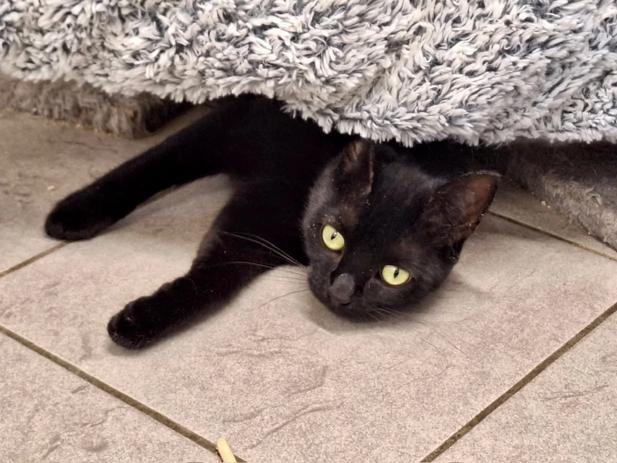 Livy und Suri, schwarz young European Shorthair for adoption at Bertha-Bruch-Tierheim Saarbrücken, Saarbrücken