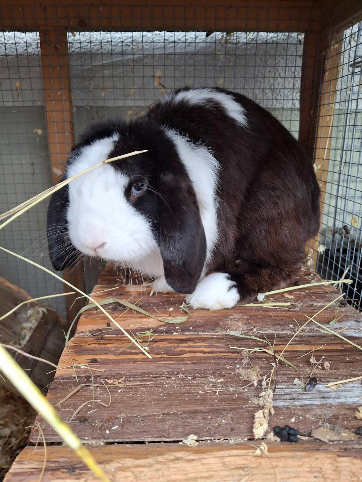 Zwergkaninchen Aaron, male Mixed Breed for adoption at Tierheim Schkortitz, Grimma