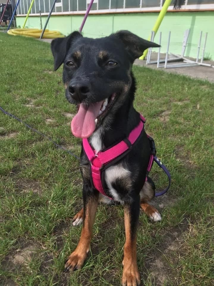 Peanut –, female Mixed Breed for adoption at Tierheim Schkortitz, Grimma