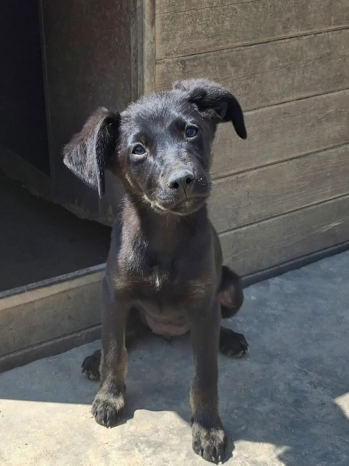 Amber, male Mixed Breed for adoption at Tierheim Schkortitz, Grimma