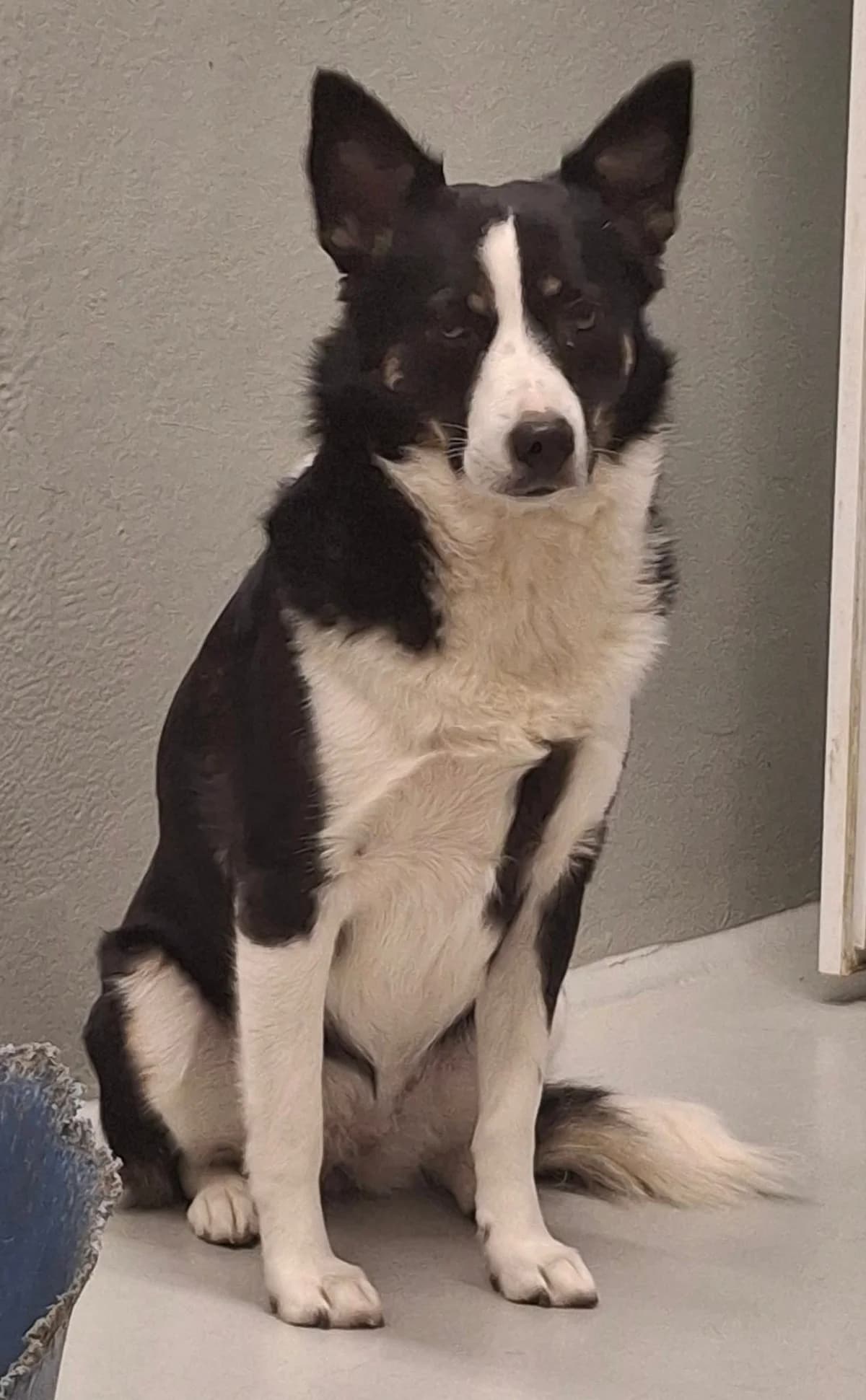 Kina, Mixed Breed for adoption at Tierheim Schkortitz, Grimma