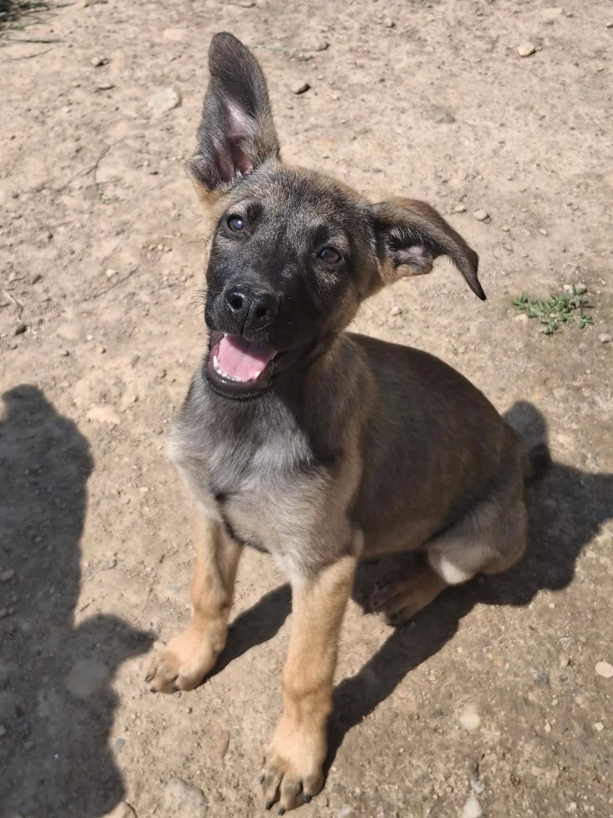 Akelo, male Mixed Breed for adoption at Tierheim Schkortitz, Grimma