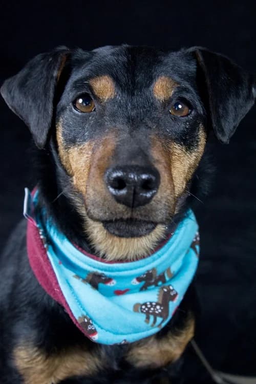 Bella, male senior Mixed Breed for adoption at Tierheim Schkortitz, Grimma