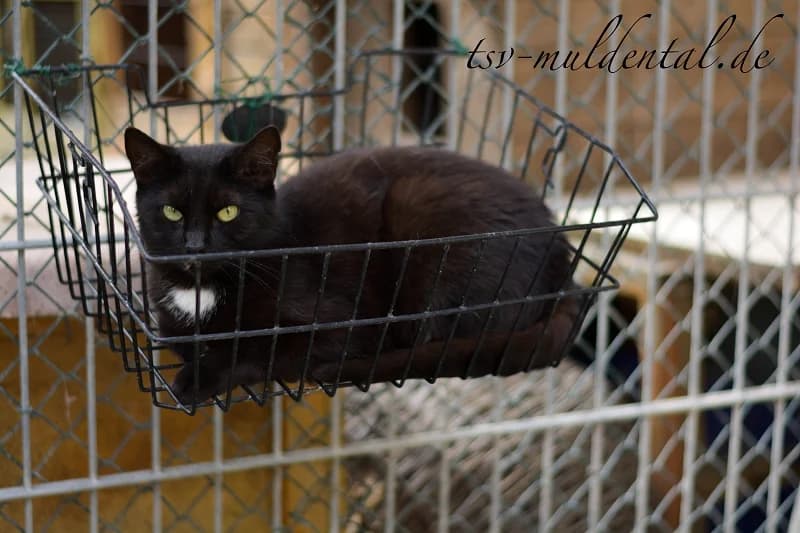 Spitzmaus, female senior Mixed Breed for adoption at Tierheim Schkortitz, Grimma