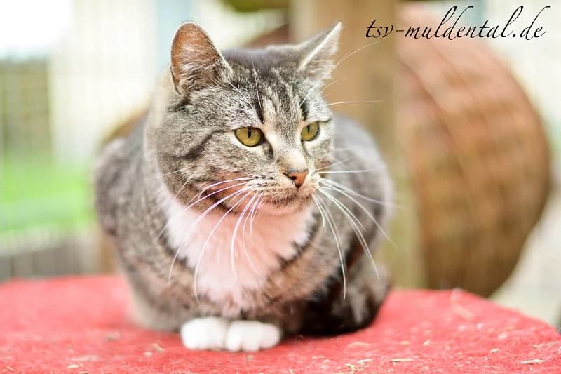 Grauli, female senior Mixed Breed for adoption at Tierheim Schkortitz, Grimma