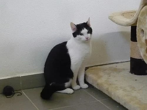 Lumpi, male senior Mixed Breed for adoption at Tierheim Schkortitz, Grimma
