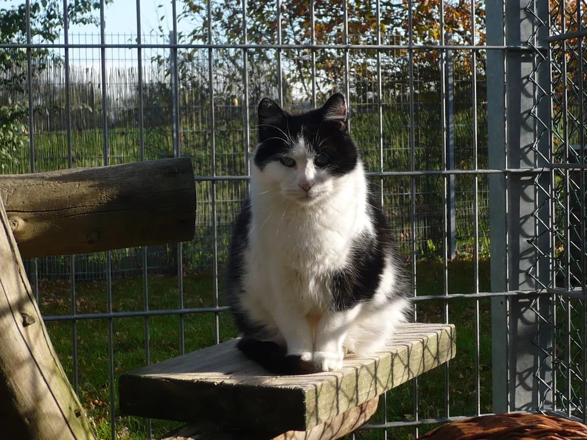 Nicolai, male Mixed Breed for adoption at Tierheim Schkortitz, Grimma
