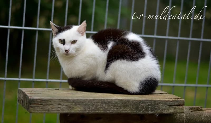 Panda schleicht durchs Leben, male senior Mixed Breed for adoption at Tierheim Schkortitz, Grimma