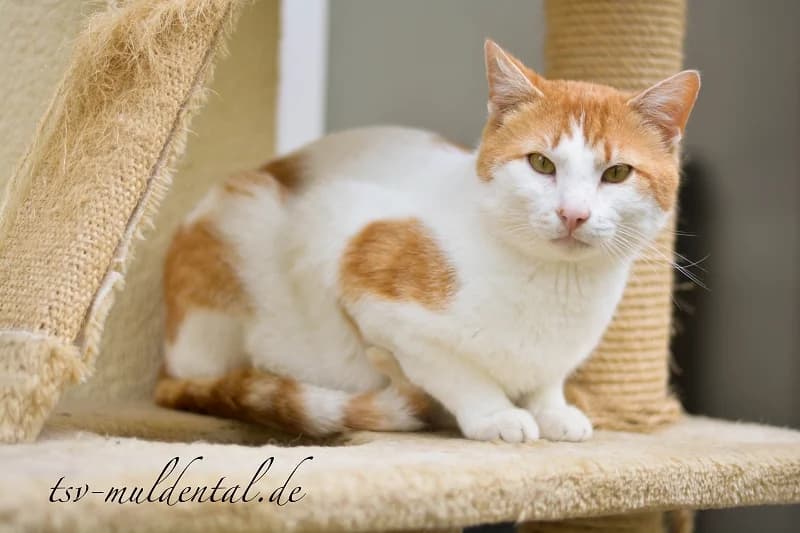 Foxi, male senior Mixed Breed for adoption at Tierheim Schkortitz, Grimma