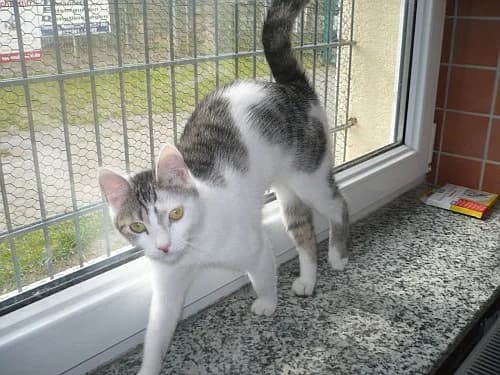 Wilde Hilde, female senior Mixed Breed for adoption at Tierheim Schkortitz, Grimma