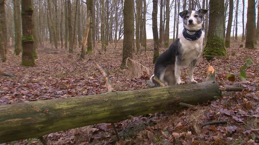 Ferdinand, male senior Mixed Breed for adoption at Tierheim Schkortitz, Grimma