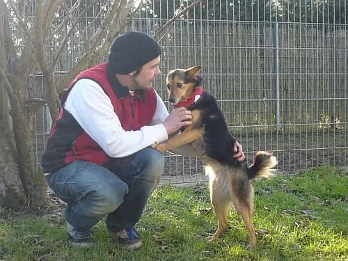 Nala, male senior Mixed Breed for adoption at Tierheim Schkortitz, Grimma