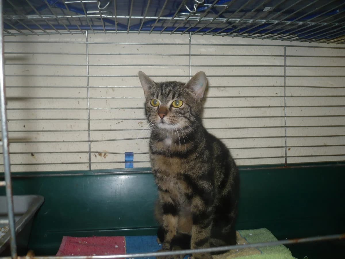 Purzeline, female senior Mixed Breed for adoption at Tierheim Schkortitz, Grimma