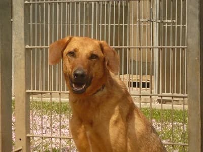 Lake, male senior Mixed Breed for adoption at Tierheim Schkortitz, Grimma