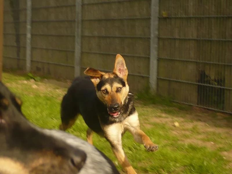 Mausi, male senior Mixed Breed for adoption at Tierheim Schkortitz, Grimma