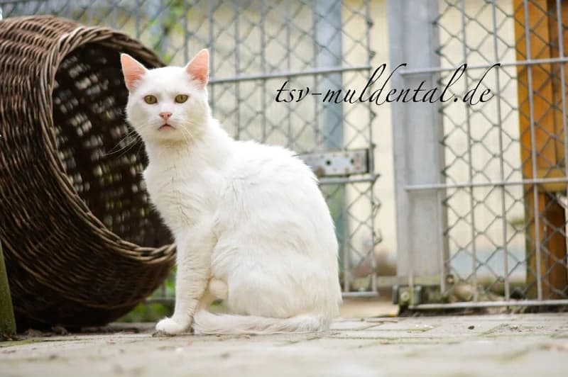 Samurai, male senior Mixed Breed for adoption at Tierheim Schkortitz, Grimma