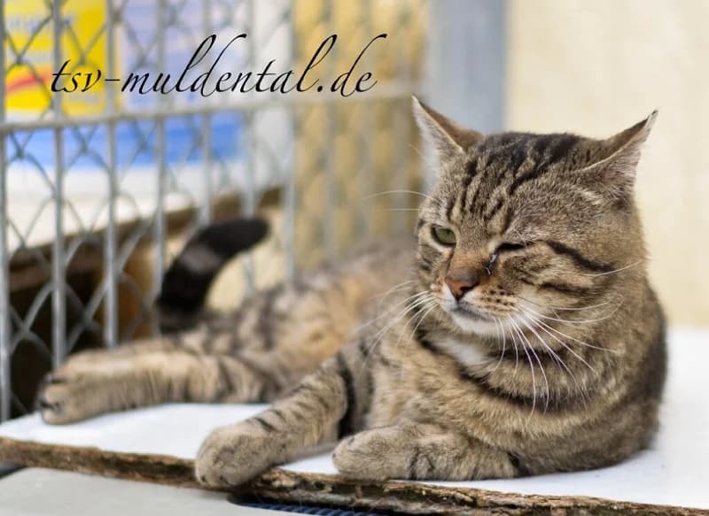 Steffen, male senior Mixed Breed for adoption at Tierheim Schkortitz, Grimma
