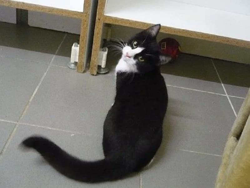 Drehrumbum, male Mixed Breed for adoption at Tierheim Schkortitz, Grimma