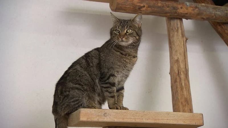 Hanno, male senior Mixed Breed for adoption at Tierheim Schkortitz, Grimma