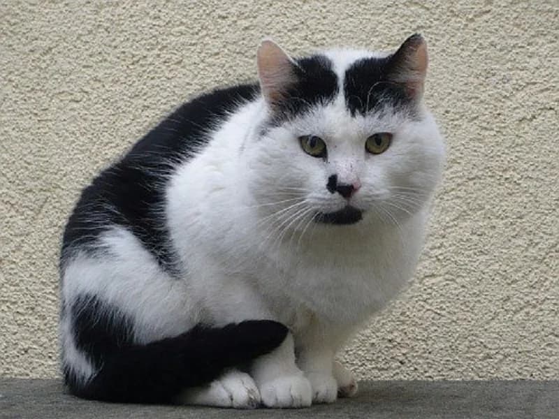 Mikke, weiss male senior Mixed Breed for adoption at Tierheim Schkortitz, Grimma